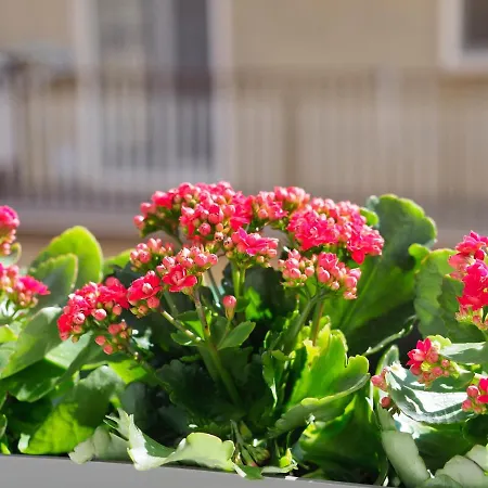 Le Nicchie Holiday home Bisceglie